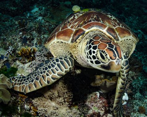 Tortuga Verde Chelonia Mydas