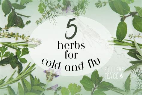 5 Herbs for Cold and Flu: Natural Remedies to Boost Immunity and ...