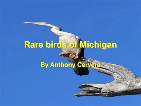 PPT - Rare birds of Michigan PowerPoint Presentation, free download ...