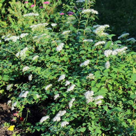 White Gold' Japanese spirea – Jardineries Botanix