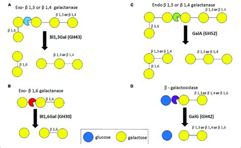 Enzymatic Degradation Of Galactan Degradation Of Galactan By