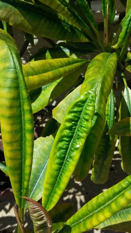 Plumeria Leaves Turning Yellow Brown Some Leaves Curl