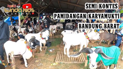 SEMI KONTES Domba Garut Di Pamidangan Karyamukti Nanggerang Bandung