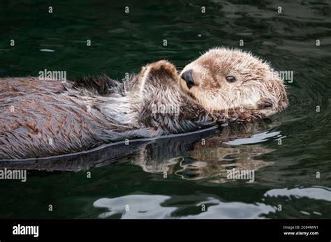 Vancouver aquarium sea otter hi-res stock photography and images - Alamy