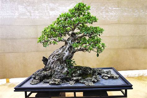 Evergreen Bonsai Tree Species and Care - Simple Bonsai Care