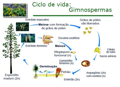 Mapa Conceptual De Gimnospermas Simbolo Sexiz Pix