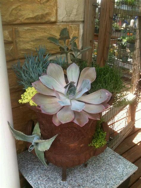 Succulents In An Iron Pot Pot Plants Separate So You Can Remove And