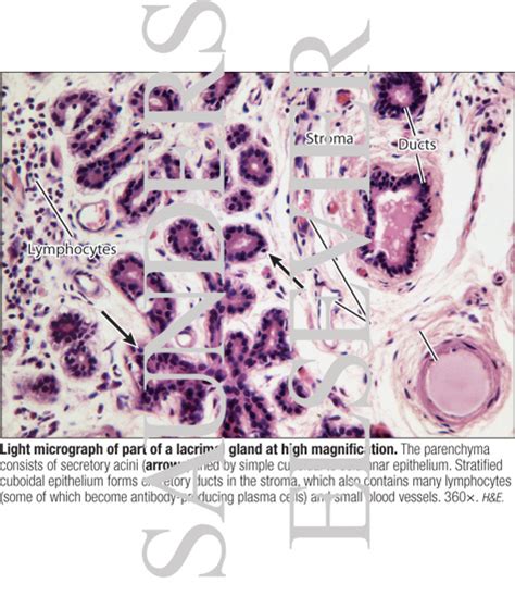 Light Micrograph of Part of a Lacrimal Gland at High Magnification