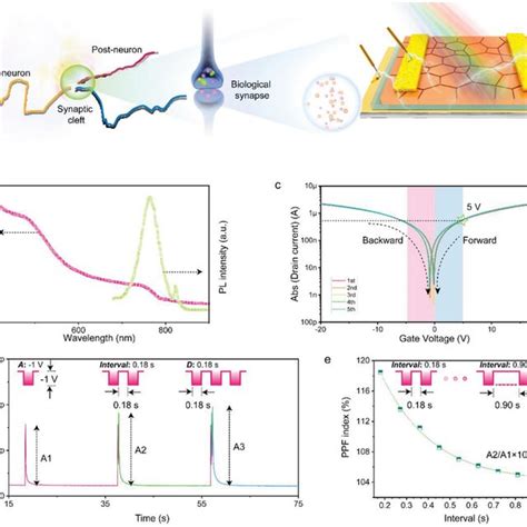 A Schematic Diagrams Of Biological Neuron And Synapse And Of Download Scientific Diagram