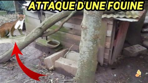 ATTAQUE D UNE FOUINE SUR MES POULES BILAN DÉSASTREUX YouTube