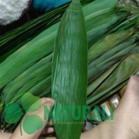 Jual Daun Bambu Lebar Besar Panjang Lembar Segar Siap Petik