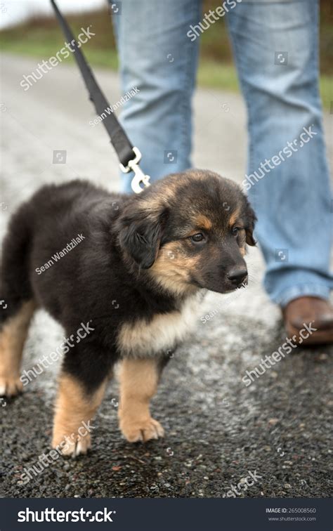 Leonberger Collie Mix