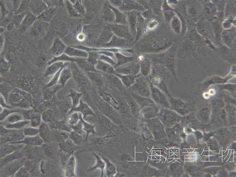 Sk Ov 3人卵巢癌细胞 企业官网