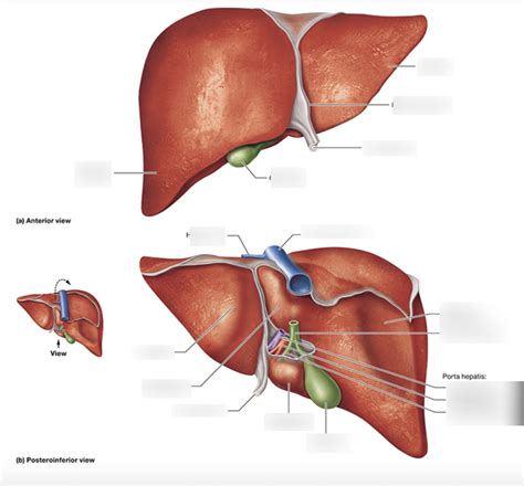 Liver Diagram Quizlet