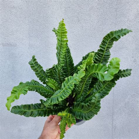 Fern Asplenium Nidus Lasagna The Pot Dealer