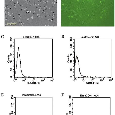 Characteristics Of Huc Mscs A The Cells Derived From Uc Were