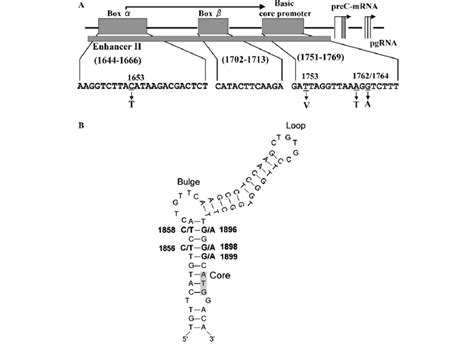 A C1653t T1753v Not T A1762t G1764a Mutations In The Enhancer