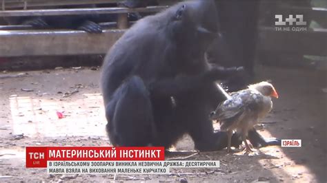 В ізраїльському зоопарку десятирічна мавпа виховує маленьке курча - YouTube