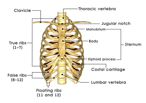 How Many Ribs Do Humans Have Human Bones Body Bones Human Rib Cage