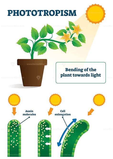 phototropism vector illustration biology plants plants plants