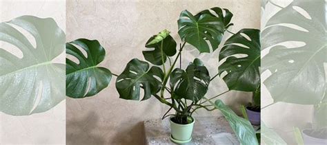 Монстера купить в Москве | Товары для дома и дачи | Авито