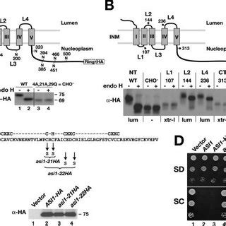 Structural And Functional Analysis Of Asi1 A Asi1 Is A Glycoprotein