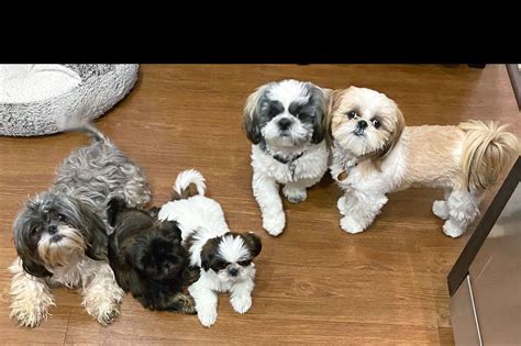 Shih Tzu House Puppies For Sale