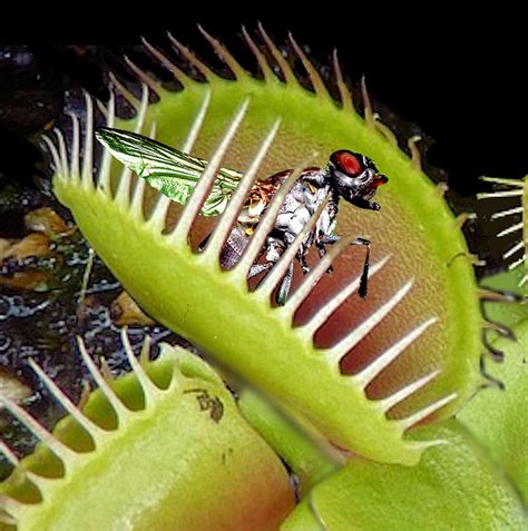 Venus Flytrap Trapped Fly - Free photo on Pixabay