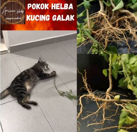 POKOK HELBA KUCING GALAK UNTUK KESIHATAN KUCING 5 POKOK BERSERTA