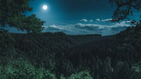 1366x768 Dark Night Forest View 5k Laptop HD ,HD 4k Wallpapers,Images ...