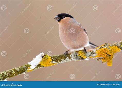 Eurasian Bullfinch Female Sitting On Moss Branch In Winter Stock Image