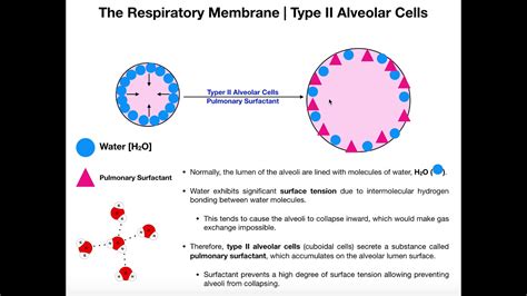 How Does Surfactant Prevent the Alveoli From Collapsing