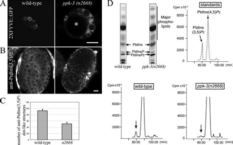 Ptdins P And Ptdins P Localization And Level A Confocal