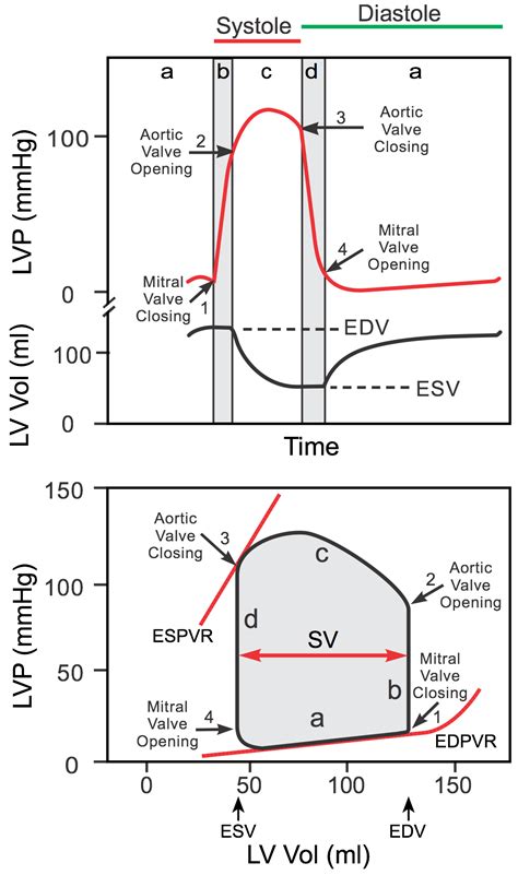 Cardiac Cycle Summary And Wiggers Diagram Epomedicine