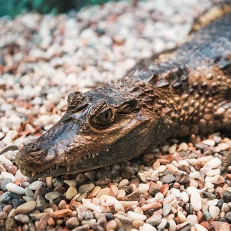 12 Snapping Facts About Caimans - Factopolis