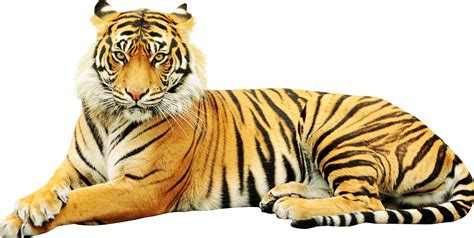 Unduh 70 Gambar Harimau Png Hd Terbaru Gambar | Images and Photos finder