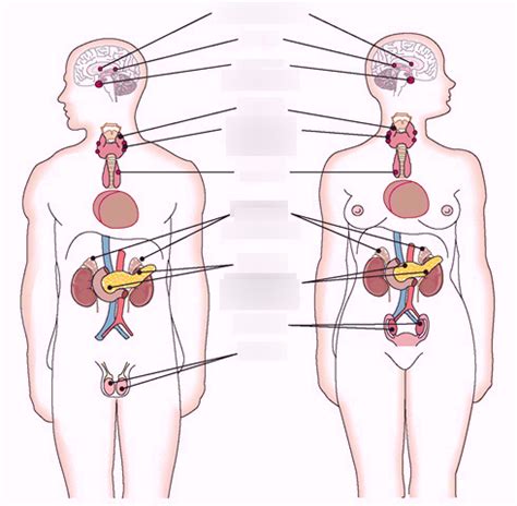 Endocrine Glands Diagram | Quizlet