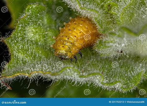 Flea Beetle Larvae stock image. Image of omophoita, natural - 231752213