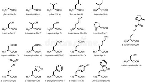 The 22 Standard Amino Acids Chemical Structures Stock Vector Image 25479916