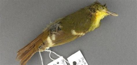 Elusive Songbird The Liberian Greenbul May Have Never Existed UPI