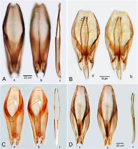 A Trichogramma Aurosum Genital Capsule A Dorsal B Ventral C Download Scientific Diagram