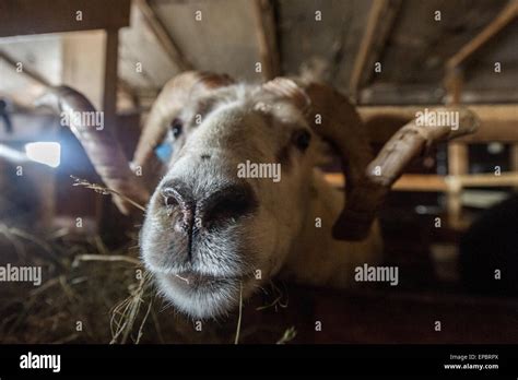 Oveja de cola corta del norte de europa fotografías e imágenes de alta