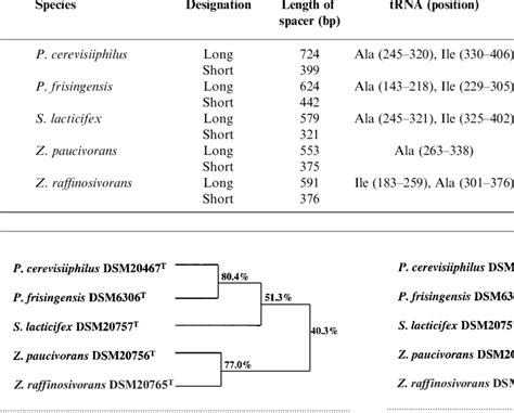 16s 23s Rdna Spacer Sequences Of Bacteria Isolated From Breweries