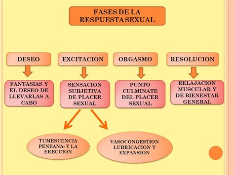 Mapa Conceptual De La Respuesta Sexual Humana Hayes