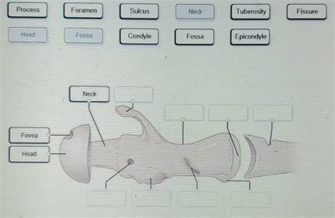 Drag Each Label Into The Appropriate Position On The Hypothetical Bone