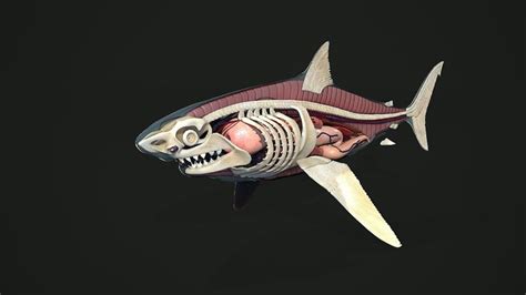 Shark anatomy model, Sergey Egelsky | Shark, Anatomy models, Anatomy