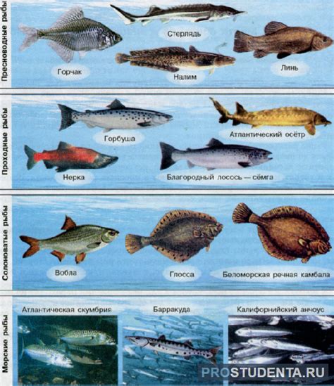 Рыбы (биология), виды и классы, морские, костные, хрящевые рыбы ...