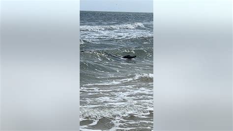 Huge Alligator Swimming In Alabama Ocean Shocks Beach Goers Never