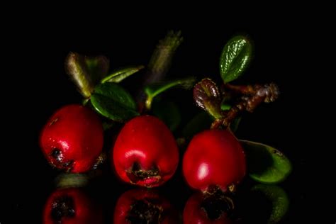 Cotoneaster Berries Macro Mondays Diane Rose Flickr