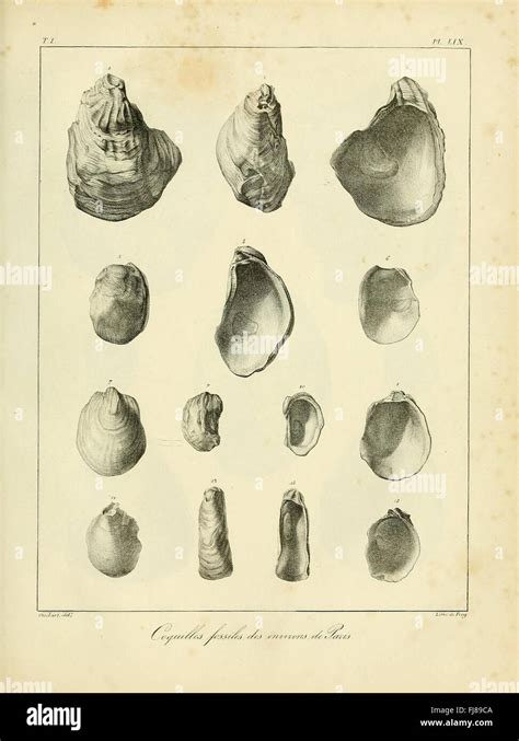 Description Des Coquilles Fossiles Des Environs De Paris Stock Photo